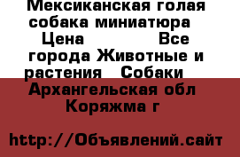 Мексиканская голая собака миниатюра › Цена ­ 53 000 - Все города Животные и растения » Собаки   . Архангельская обл.,Коряжма г.